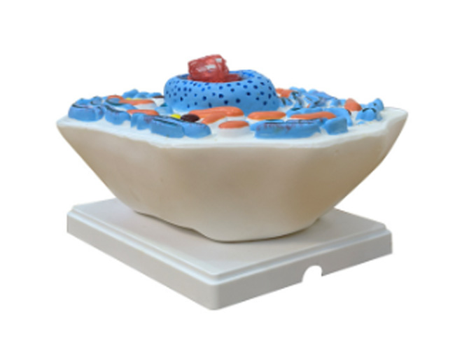 ���：��ģ��